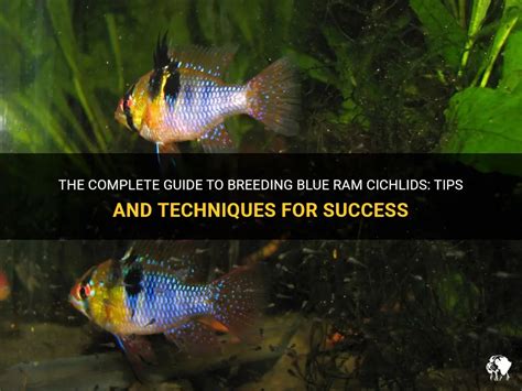 Blue Ram Cichlid: Complete Guide to Care, Breeding, .